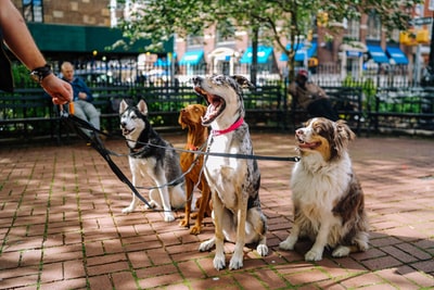 四只狗在公园里